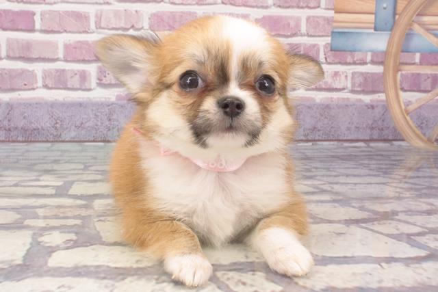 兵庫県のチワワ(ロング) (Coo&RIKU伊丹店/2023年12月21日生まれ/女の子/レッドホワイト)の子犬