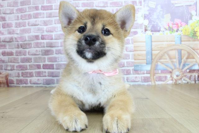 福島県の柴犬(標準サイズ) (Coo&RIKU福島店/2023年12月19日生まれ/女の子/赤)の子犬