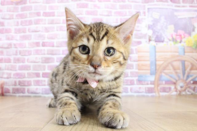 福島県のベンガル (Coo&RIKU福島店/2023年12月4日生まれ/女の子/ブラウンスポットタビー)の子猫