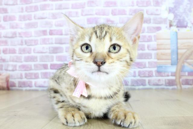 青森県のベンガル (Coo&RIKU八戸店/2023年12月4日生まれ/女の子/ブラウンスポットタビー)の子猫