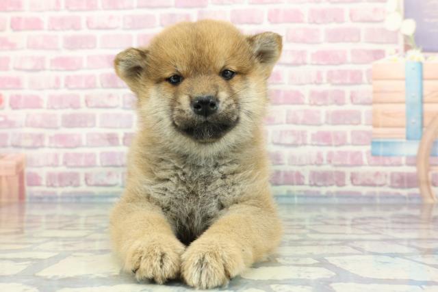広島県の柴犬(標準サイズ) (Coo&RIKU東広島店/2023年12月23日生まれ/男の子/赤)の子犬
