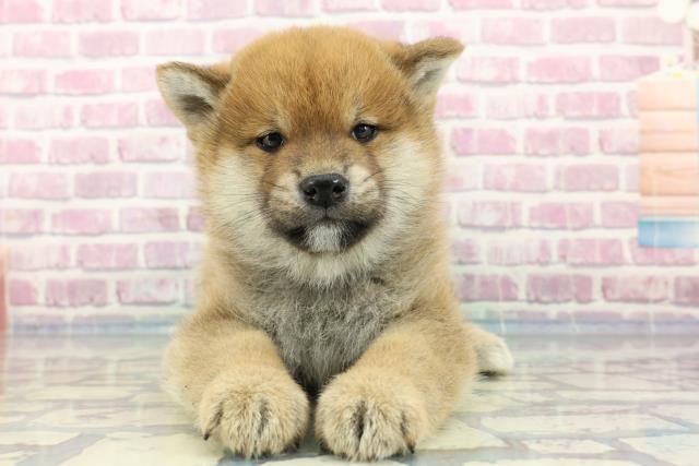 広島県の柴犬(標準サイズ) (Coo&RIKU福山店/2023年12月23日生まれ/男の子/赤)の子犬