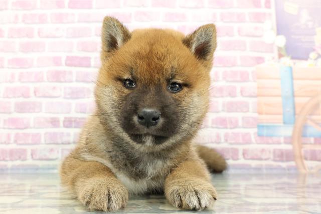 石川県の柴犬(標準サイズ) (Coo&RIKUイオン野々市南店/2023年12月24日生まれ/男の子/赤)の子犬
