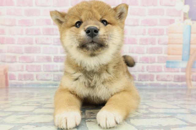 千葉県の柴犬(標準サイズ) (Coo&RIKUコメリパワー旭店/2023年12月24日生まれ/女の子/赤)の子犬
