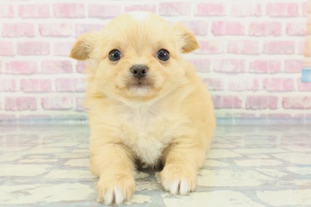 千葉県のチワワ(ロング) (Coo&RIKU流山店/2023年12月25日生まれ/女の子/クリームホワイト)の子犬