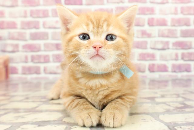 神奈川県のアメリカンショートヘアー (Coo&RIKU小田原店/2023年12月26日生まれ/男の子/レッドタビー)の子猫