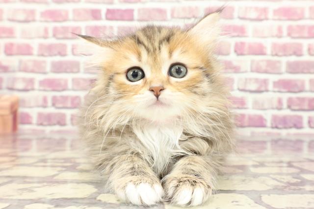 東京都のミヌエット (Coo&RIKU浅草店/2023年12月25日生まれ/女の子/ブラウンタビーホワイト)の子猫