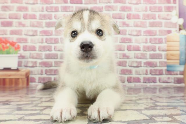 千葉県のシベリアンハスキー (Coo&RIKU流山店/2023年12月20日生まれ/男の子/シルバーホワイト)の子犬