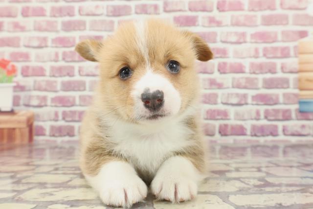 東京都のウェルシュコーギーペンブローク (Coo&RIKU八王子西店/2023年12月23日生まれ/男の子/セーブルホワイト)の子犬