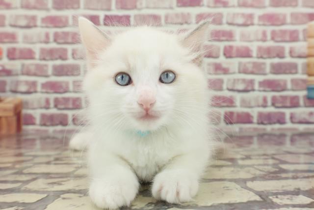 東京都のラグドール (Coo&RIKU福生店/2023年12月26日生まれ/男の子/ブルーポイントバイカラー)の子猫