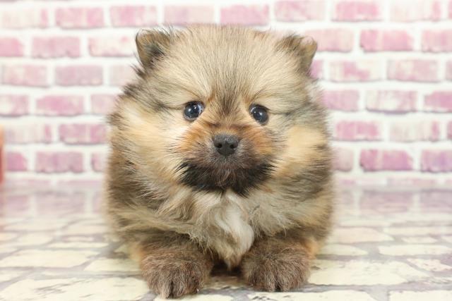 栃木県のポメラニアン (Coo&RIKU足利店/2023年12月26日生まれ/男の子/オレンジ)の子犬