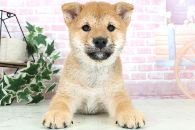 福岡県の柴犬(標準サイズ) (Coo&RIKU福岡古賀店/2023年12月26日生まれ/男の子/赤)の子犬