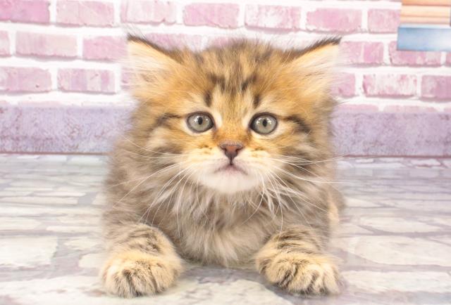 長崎県のミヌエット (Coo&RIKU長崎浜町店/2023年12月27日生まれ/女の子/ブラウンタビー)の子猫