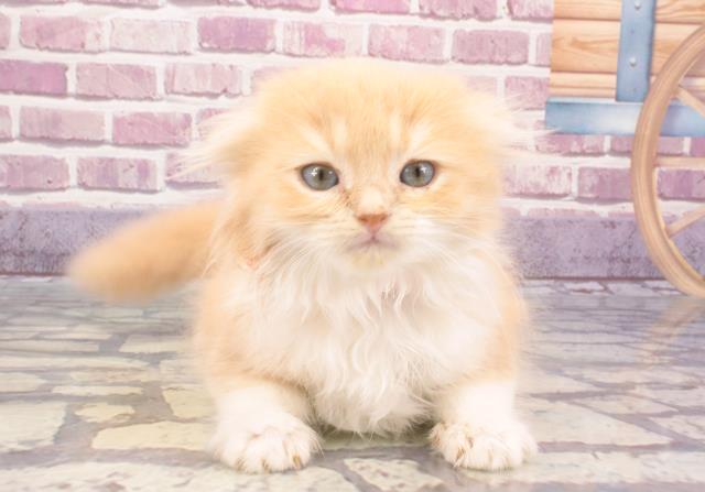 兵庫県のスコティッシュフォールド (Coo&RIKU三木店/2023年12月26日生まれ/女の子/クリームタビーホワイト)の子猫