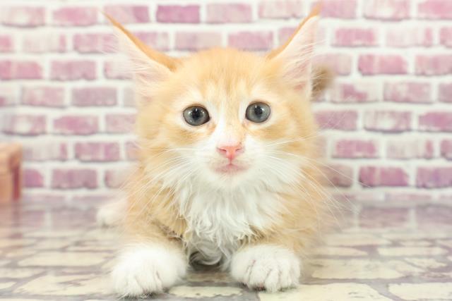 千葉県のサイベリアン (Coo&RIKU東金店/2023年12月26日生まれ/男の子/レッドタビーホワイト)の子猫