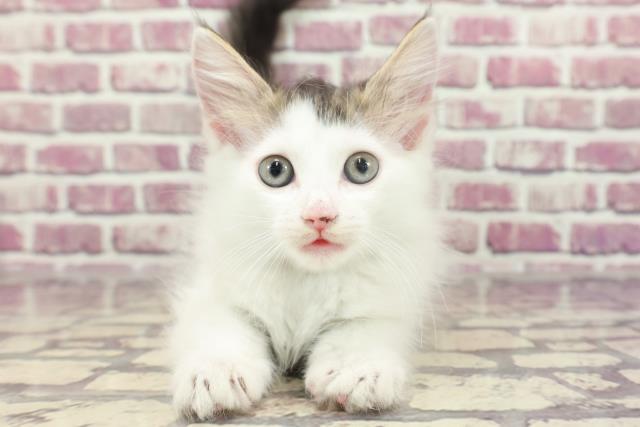 東京都のサイベリアン (Coo&RIKU阿佐ヶ谷店/2023年12月26日生まれ/女の子/ブラウンタビーホワイト)の子猫