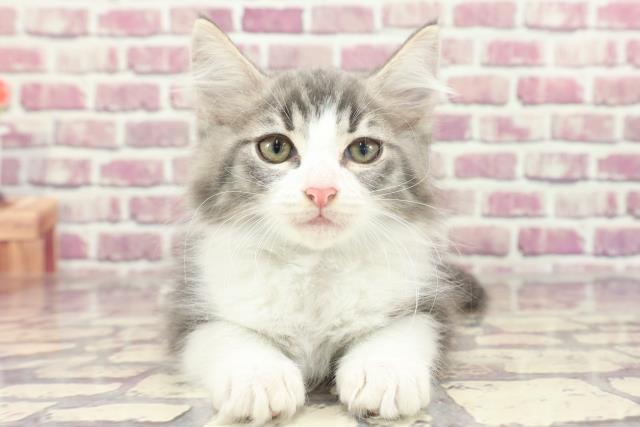 山形県のノルウェージャンフォレストキャット (Coo&RIKU山形店/2023年12月20日生まれ/男の子/ブルータビーホワイト)の子猫
