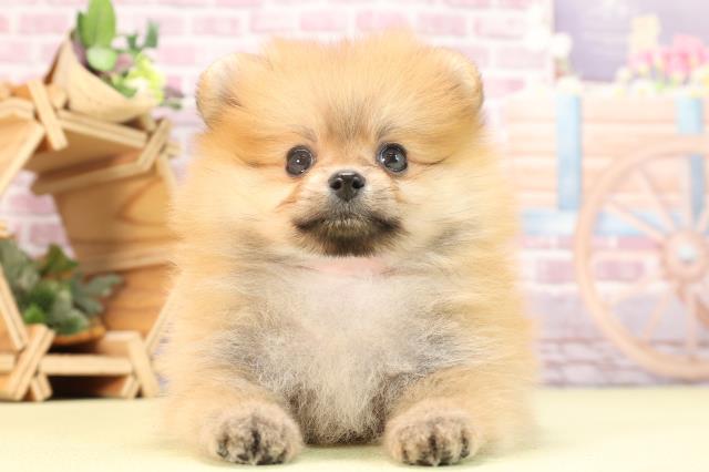 静岡県のポメラニアン (Coo&RIKU掛川店/2023年12月26日生まれ/女の子/オレンジ)の子犬
