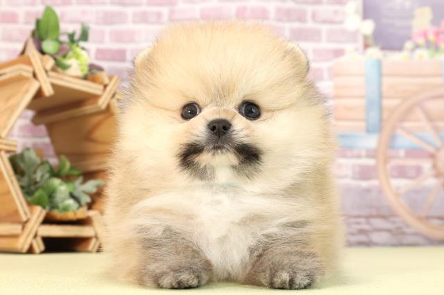 静岡県のポメラニアン (Coo&RIKU沼津店/2023年12月26日生まれ/男の子/クリームセーブル)の子犬