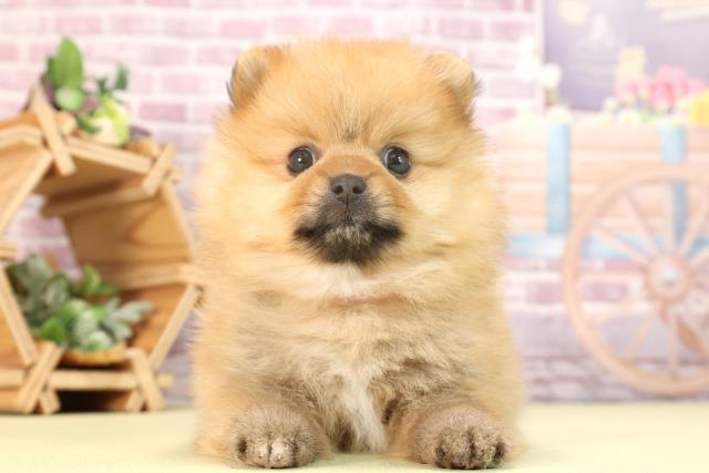 愛知県のポメラニアン (Coo&RIKU東海店/2023年12月26日生まれ/女の子/オレンジ)の子犬