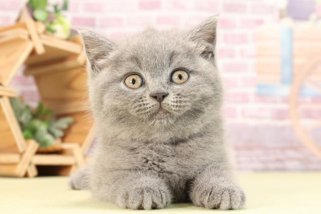 京都府のブリティッシュショートヘアー (Coo&RIKU舞鶴店/2023年12月23日生まれ/女の子/ブルー)の子猫