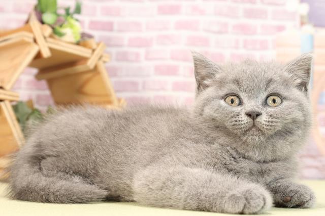 2023年12月23日生まれのブリティッシュショートヘアーの2枚目の写真