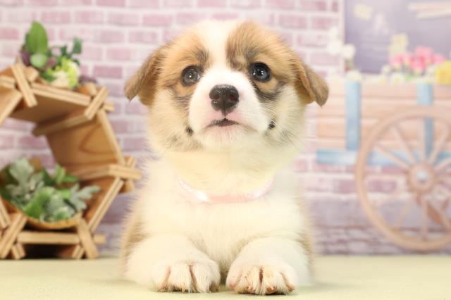 静岡県のウェルシュコーギーペンブローク (Coo&RIKU沼津店/2023年12月27日生まれ/女の子/セーブルホワイト)の子犬