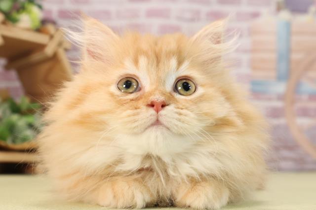 鹿児島県のミヌエット (Coo&RIKU鹿児島店/2023年12月24日生まれ/女の子/レッドタビー)の子猫