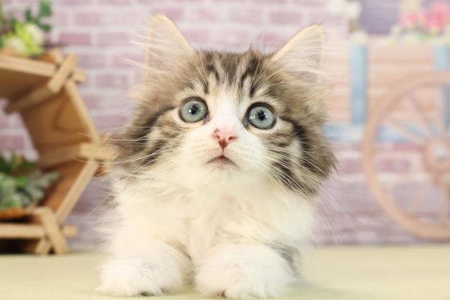 静岡県のノルウェージャンフォレストキャット (Coo&RIKU浜松店/2023年12月26日生まれ/女の子/ブラウンタビーホワイト)の子猫