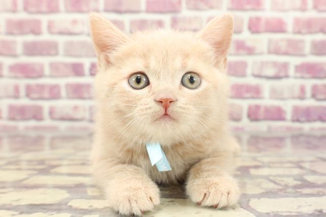 栃木県のブリティッシュショートヘアー (Coo&RIKU足利店/2023年12月28日生まれ/男の子/クリーム)の子猫