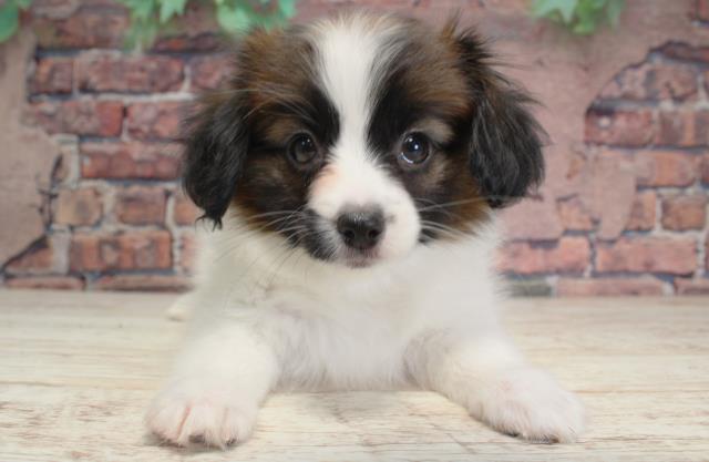 北海道のパピヨン (Coo&RIKU北見店/2023年12月25日生まれ/女の子/ホワイトブラウン)の子犬