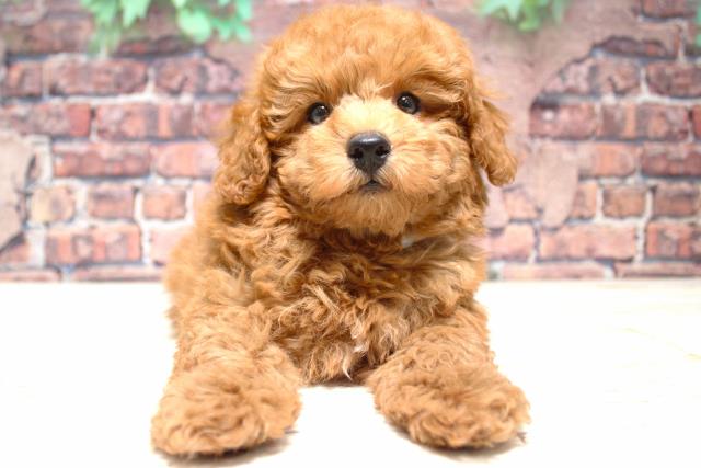 北海道のトイプードル(トイ) (Coo&RIKU苫小牧店/2023年12月30日生まれ/男の子/レッド)の子犬