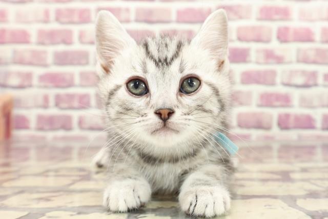 千葉県のアメリカンショートヘアー (Coo&RIKU東金店/2023年12月30日生まれ/男の子/シルバータビー)の子猫