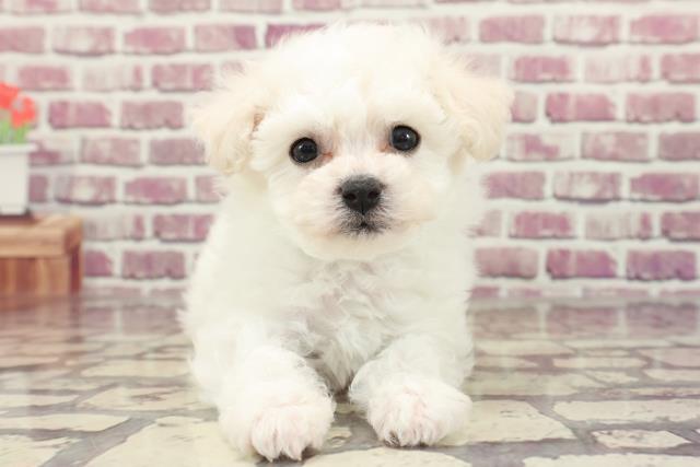 静岡県のビションフリーゼ (Coo&RIKU静岡SBS通り店/2023年12月24日生まれ/男の子/ホワイト)の子犬