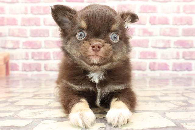 群馬県のチワワ(ロング) (Coo&RIKUケーヨーデイツー館林店/2023年12月30日生まれ/男の子/チョコレートタンホワイト)の子犬