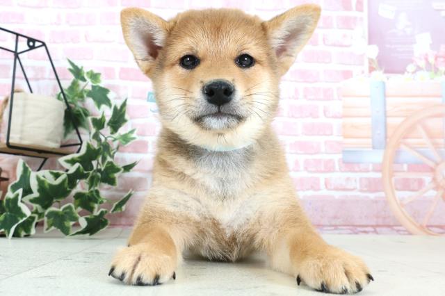 福岡県の柴犬(標準サイズ) (Coo&RIKUフォレストシティ春日店/2023年12月26日生まれ/男の子/赤)の子犬