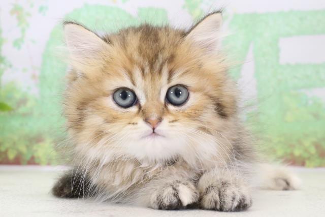 群馬県のペルシャ (Coo&RIKU前橋店/2023年12月28日生まれ/女の子/チンチラゴールデン)の子猫
