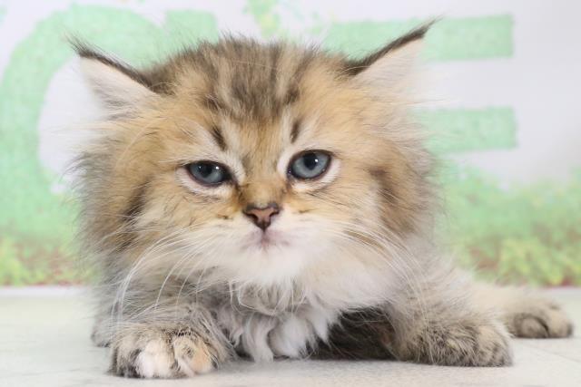 長崎県のペルシャ (Coo&RIKU長崎浜町店/2023年12月28日生まれ/女の子/チンチラゴールデン)の子猫