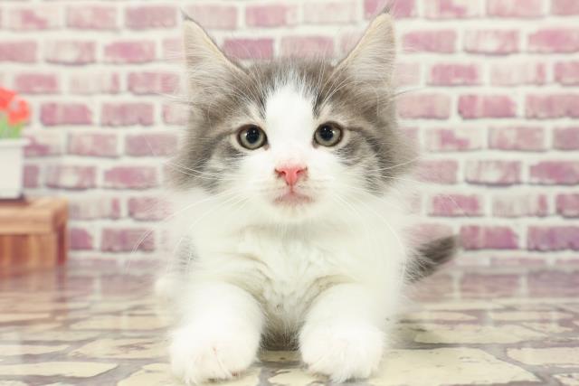 石川県のノルウェージャンフォレストキャット (Coo&RIKU金沢店/2023年12月17日生まれ/男の子/ブルータビーホワイト)の子猫