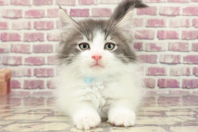 高知県のノルウェージャンフォレストキャット (Coo&RIKU高知御座店/2023年12月17日生まれ/男の子/ブルータビーホワイト)の子猫