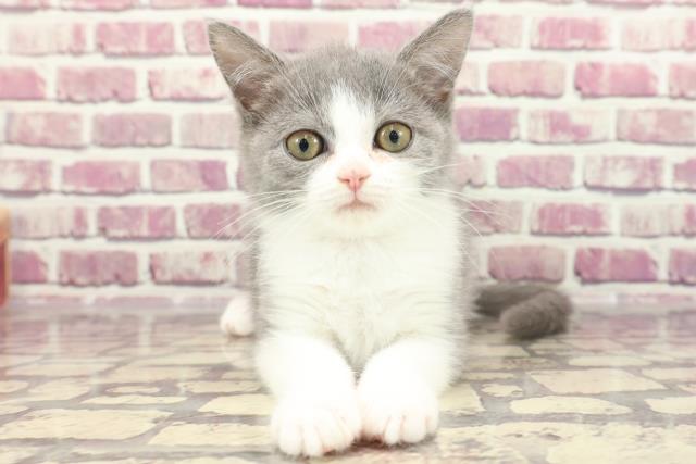 石川県のスコティッシュフォールド (Coo&RIKUコメリパワー白山店/2023年11月17日生まれ/女の子/ブルータビーホワイト)の子猫