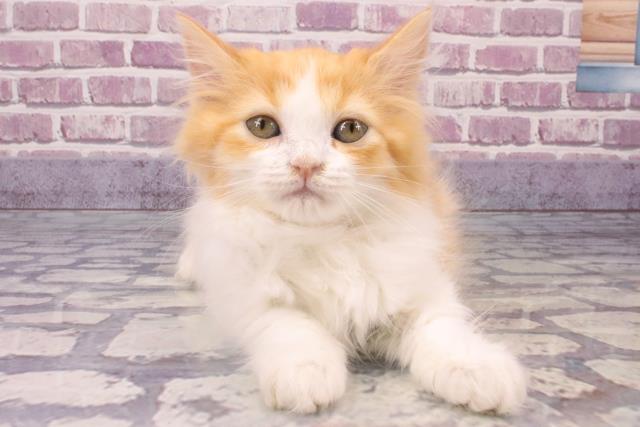 栃木県のサイベリアン (Coo&RIKU小山店/2023年12月25日生まれ/女の子/レッドタビーホワイト)の子猫