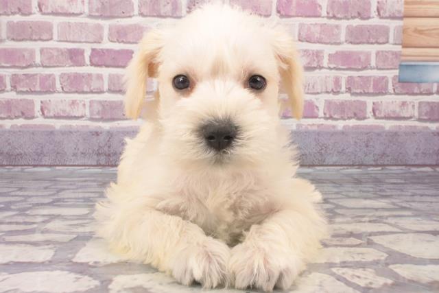 香川県のミニチュアシュナウザー (Coo&RIKU高松上福岡店/2023年12月30日生まれ/男の子/ホワイト)の子犬