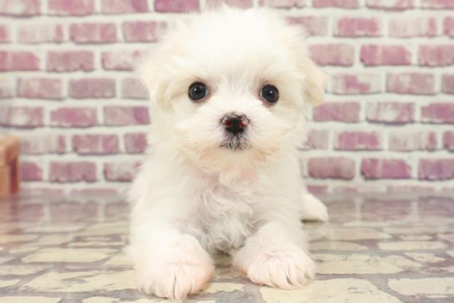 長野県のマルチーズ (Coo&RIKU長野店/2023年12月30日生まれ/女の子/ホワイト)の子犬