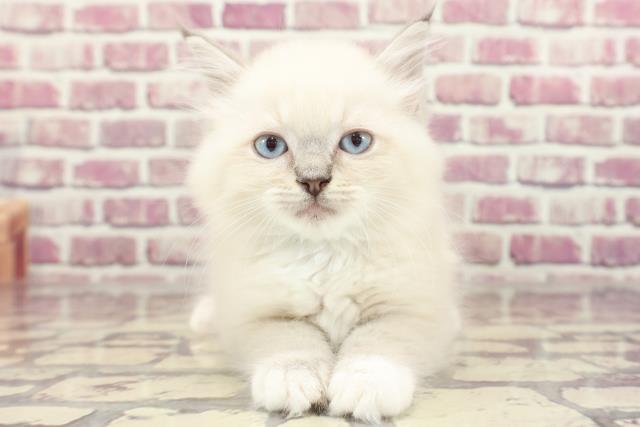 北海道のラグドール (Coo&RIKU北見店/2023年12月26日生まれ/男の子/ブルーポイント)の子猫