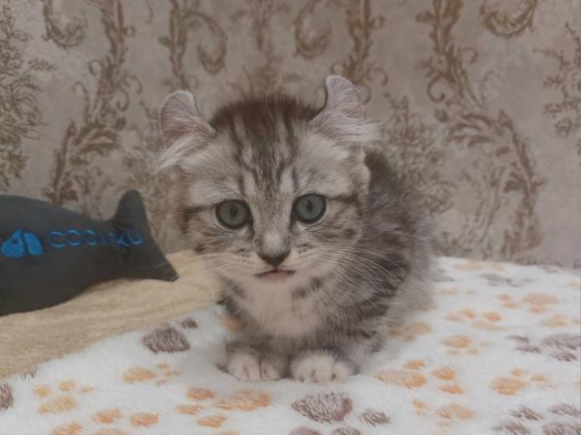 栃木県のキンカロー (Coo&RIKU小山店/2023年12月26日生まれ/女の子/シルバータビー)の子猫の1枚目の画像