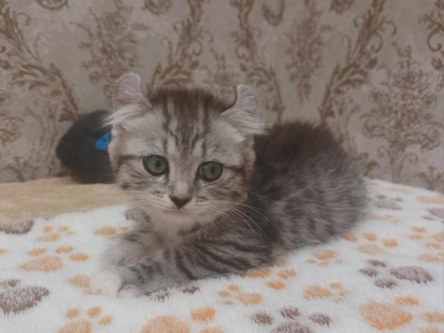栃木県のキンカロー (Coo&RIKU小山店/2023年12月26日生まれ/女の子/シルバータビー)の子猫の2枚目の画像