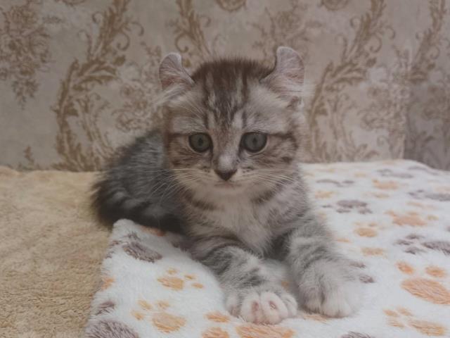 栃木県のキンカロー (Coo&RIKU小山店/2023年12月26日生まれ/女の子/シルバータビー)の子猫の3枚目の画像