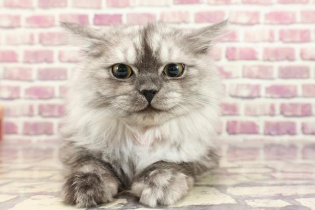 石川県のラガマフィン (Coo&RIKU金沢店/2023年9月24日生まれ/女の子/シルバークラシックタビー)の子猫