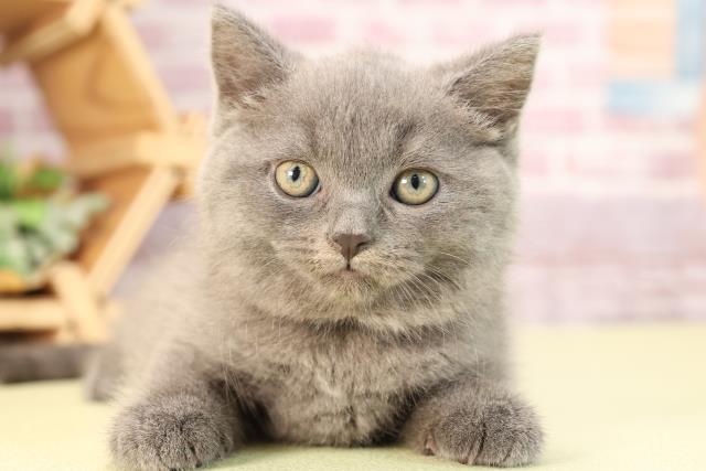 鹿児島県のブリティッシュショートヘアー (Coo&RIKU霧島店/2023年12月29日生まれ/女の子/ブルー)の子猫